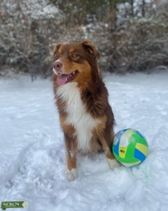 Male Australian Shepard  Listing Image
