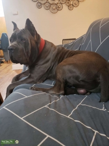 Blue Cane Corso Stud Listing Image