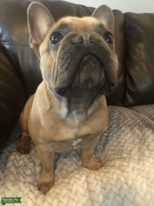 French bulldog fawn color white chest Listing Image