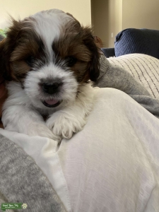 Stud Dog  Listing Image