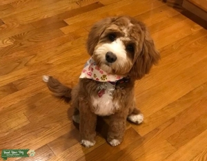 Ruby F1 Cavapoo  Listing Image