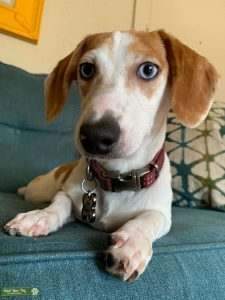 Unique Blue Eyed AKC Health Tested Dachshund  Listing Image