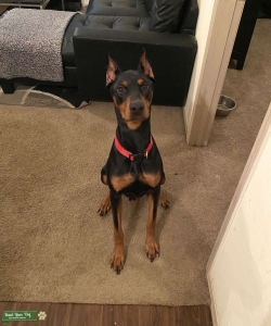 Doberman Stud AKC registered Listing Image