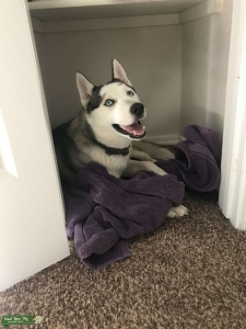 Looking to Breed Listing Image