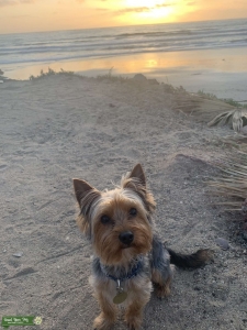 Male Yorkie  Listing Image