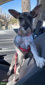 Miniature Schnauzer Listing Image