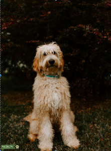 Shaggy Service Dog Goldendoodle Listing Image