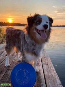 Blue Eyed Blue Merle Mini Aussie Stud Listing Image