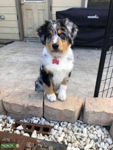 Australian Shepherd  Listing Image