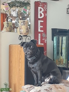 Looking to breed my Pug Listing Image