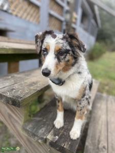Looking for Mini Aussie Tri Stud Listing Image