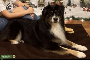 Male miniature tri Aussie for Studding  Listing Image