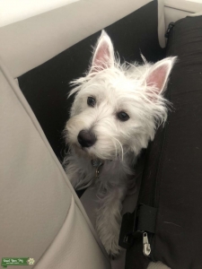 Westie looking for a boyfriend  Listing Image