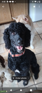 Black Abstract Standard Poodle Listing Image