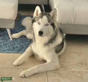 Male Siberian Husky looking for Female Listing Image