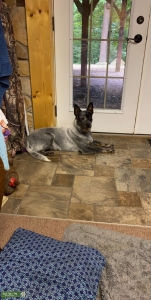Australian Cattle Dog Stud Listing Image