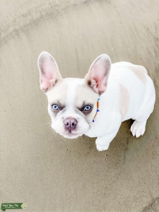 Rare White French Bulldog Listing Image