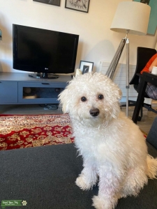 1 year old male Poochon is looking for a girlfriend Listing Image