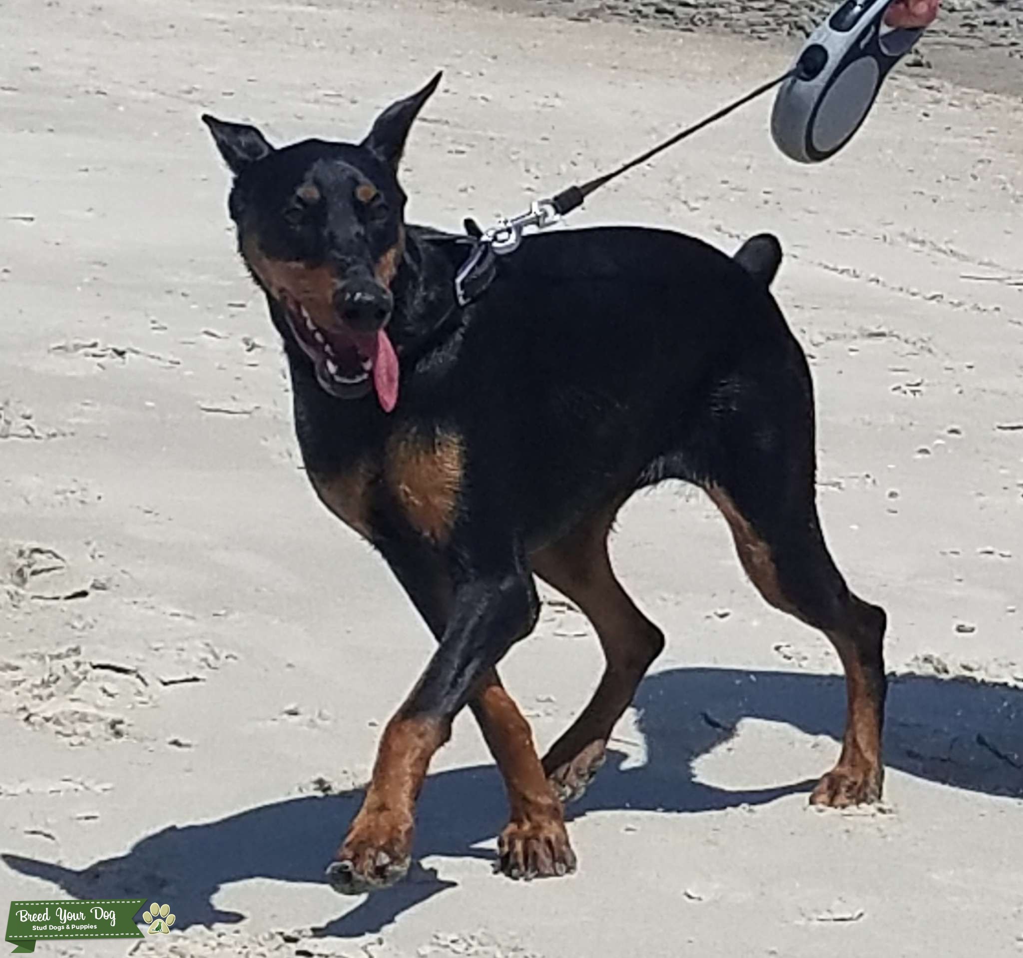 AKC Registered Black & Tan Stud Dog in North Carolina, the United