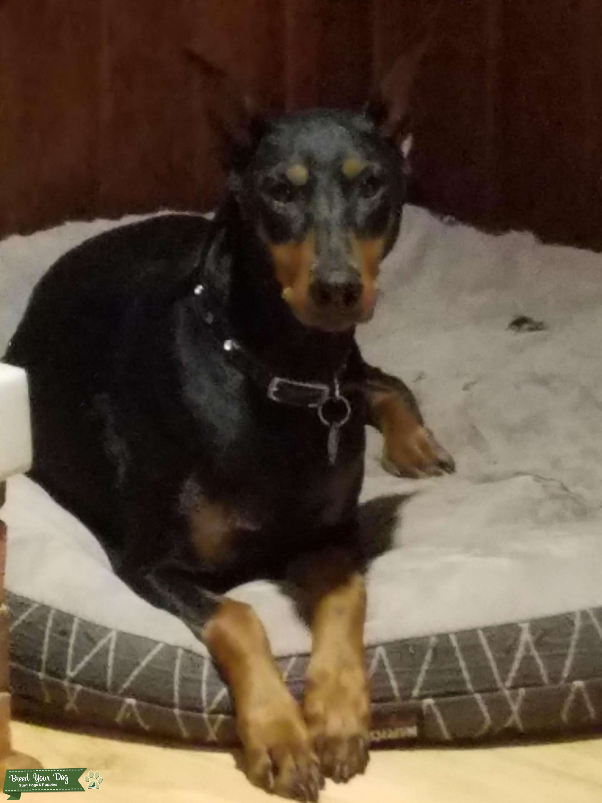 AKC Registered Black & Tan Stud Dog in North Carolina, the United