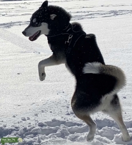 Beautiful strong husky Listing Image
