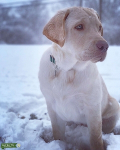 AKC Pure bred Yellow Labrador Listing Image