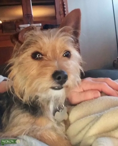 Male 2 year  CHORKIE for Stud Listing Image