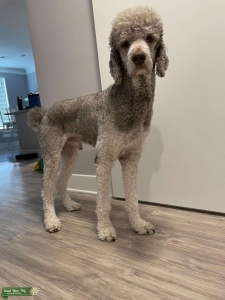 Silver Beige Phantom Poodle Listing Image