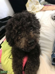 Looking for a Female Poodle Toy  Listing Image