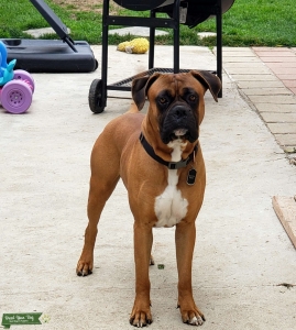 Boxer/Bullmastiff  Listing Image