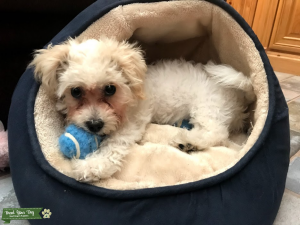 Female Shichon/Zuchon Ready To Breed Listing Image