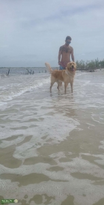 English cream golden retriever Listing Image
