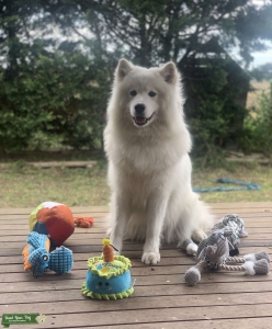 Samoyed x Husky Listing Image