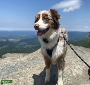 Australian Shepherd ( Red Merle )   Listing Image