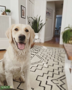 White Golden Retriever Listing Image