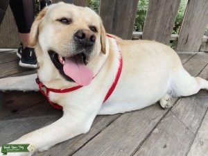 English Yellow Lab seeking a female! Listing Image