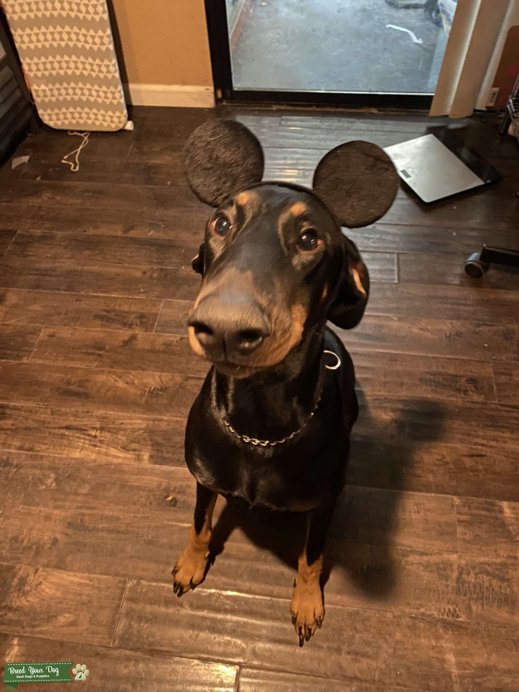 Stud Dog - 2 Year Old Black/Brown Doberman - Breed Your Dog