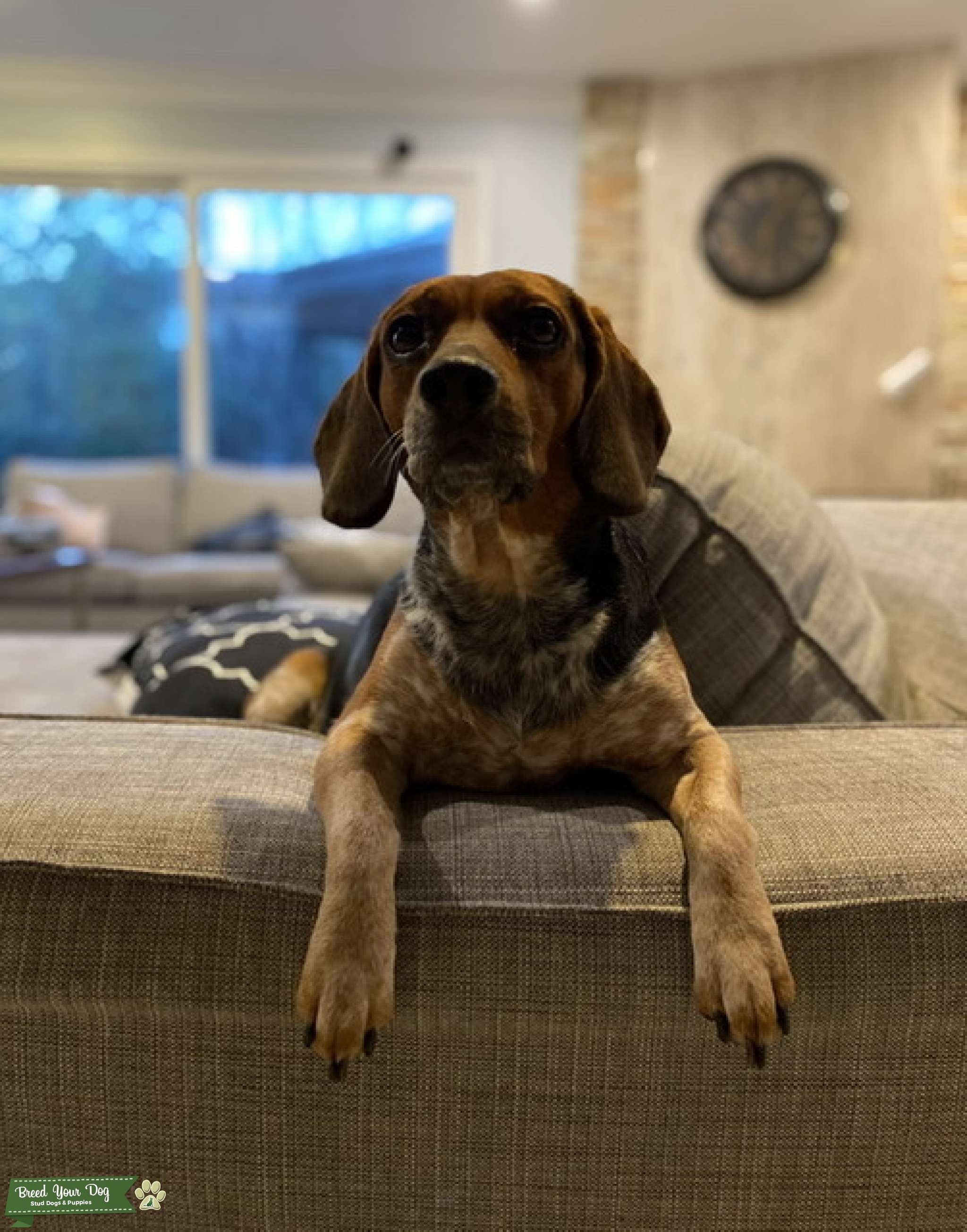 Tri color beagle Stud Dog Orange County Breed Your Dog