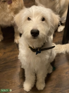 Noodle is looking for a lady friend Listing Image