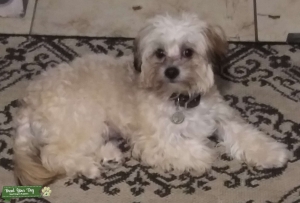 Male malteepoo Listing Image