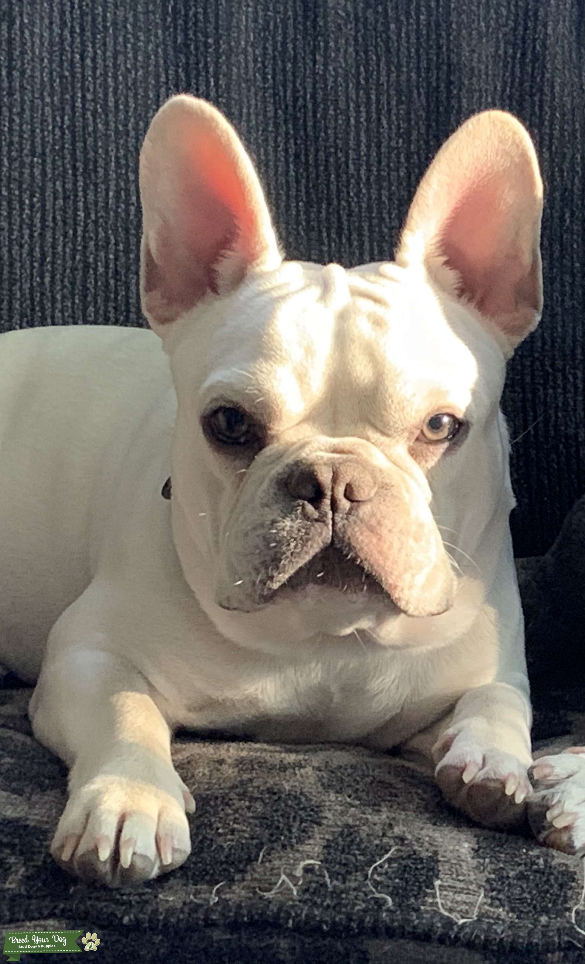 French Bulldog stud service Stud Dog Ontario Breed Your Dog