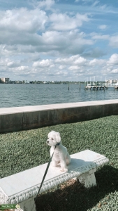 Looking for girlfriend for Maltese boy  Listing Image