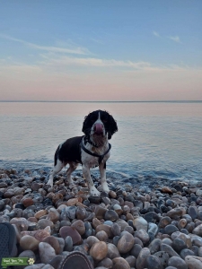 Clumber cross springer spaniel Listing Image