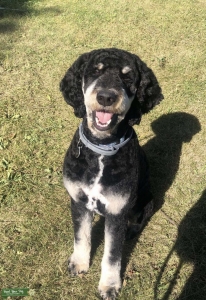 Standard Poodle Stud! Listing Image