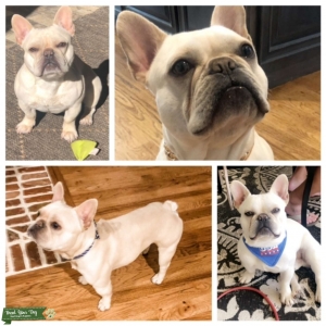 French Bulldog Stud Listing Image