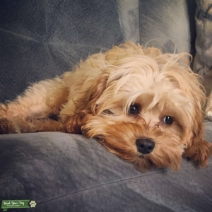 Stud dog  Listing Image