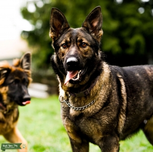 AKC Czech breed DDR working line German Shepherd Listing Image