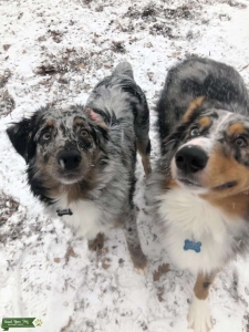 2 1 year old blue merle stud looking for bitch Listing Image