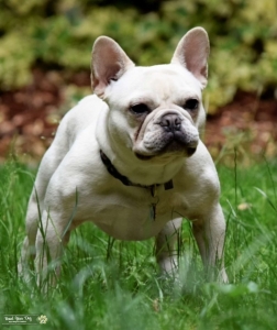 Blue and Tan covered in Cream carries Merle  Listing Image