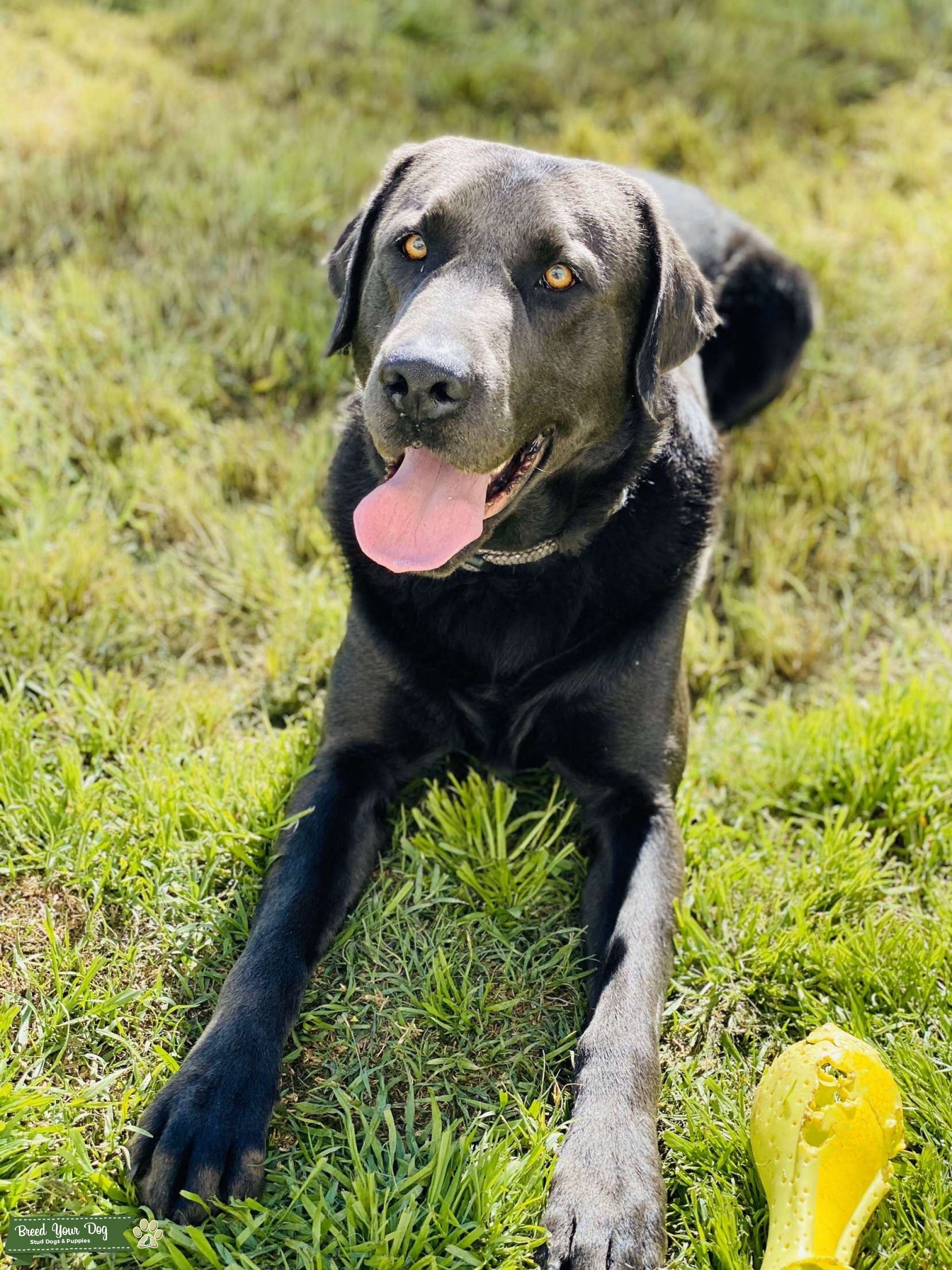 Charcoal Lab looking for breeder Stud Dog in Austin, the United